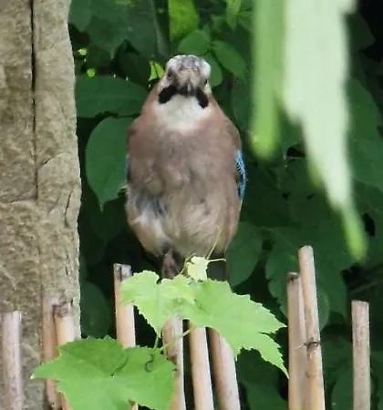 Przic House Apartamento Negotin