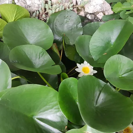 Apartament Przic House Negotin