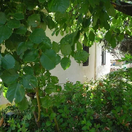 Apartment Przic House Negotin