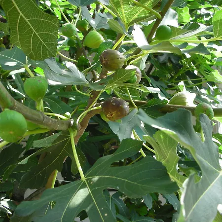 Przic House * Negotin