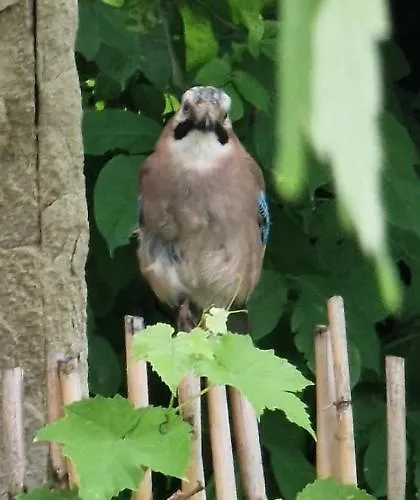 Przic House Apartment Negotin