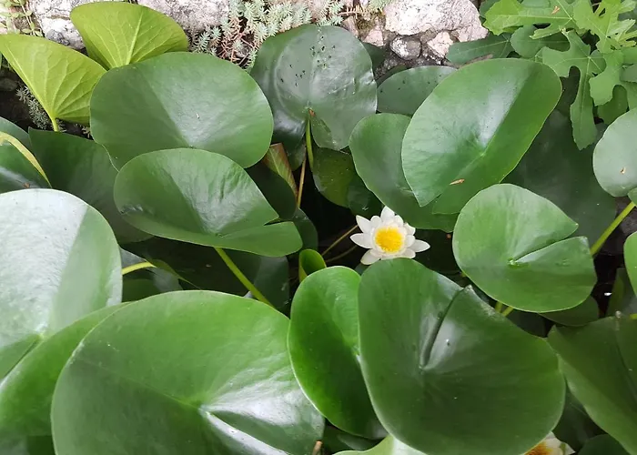 Apartment Przic House Negotin