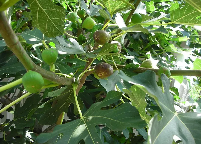 Przic House * Negotin